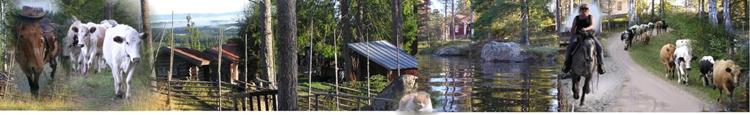 Hemsida-2-2.jpg Hemsida-2-2.jpg